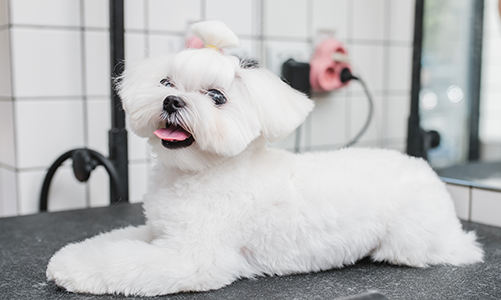 공지사항이미지1