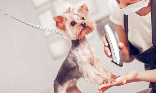 공지사항이미지2