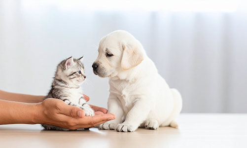 공지사항이미지2